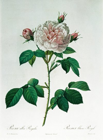Rosa Alba Regalis, engraved by Bessin by Pierre Joseph Redouté